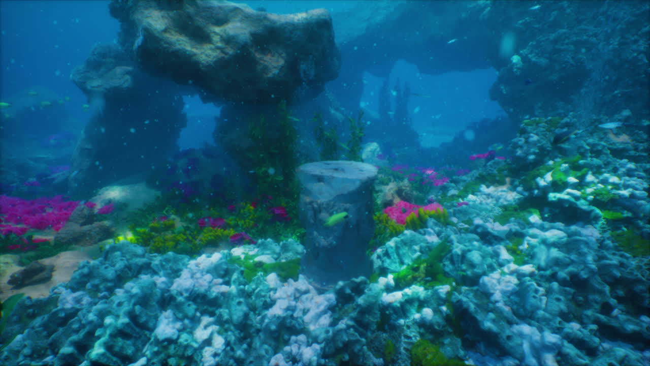 활기찬 수중 산호초를 탐험합니다.