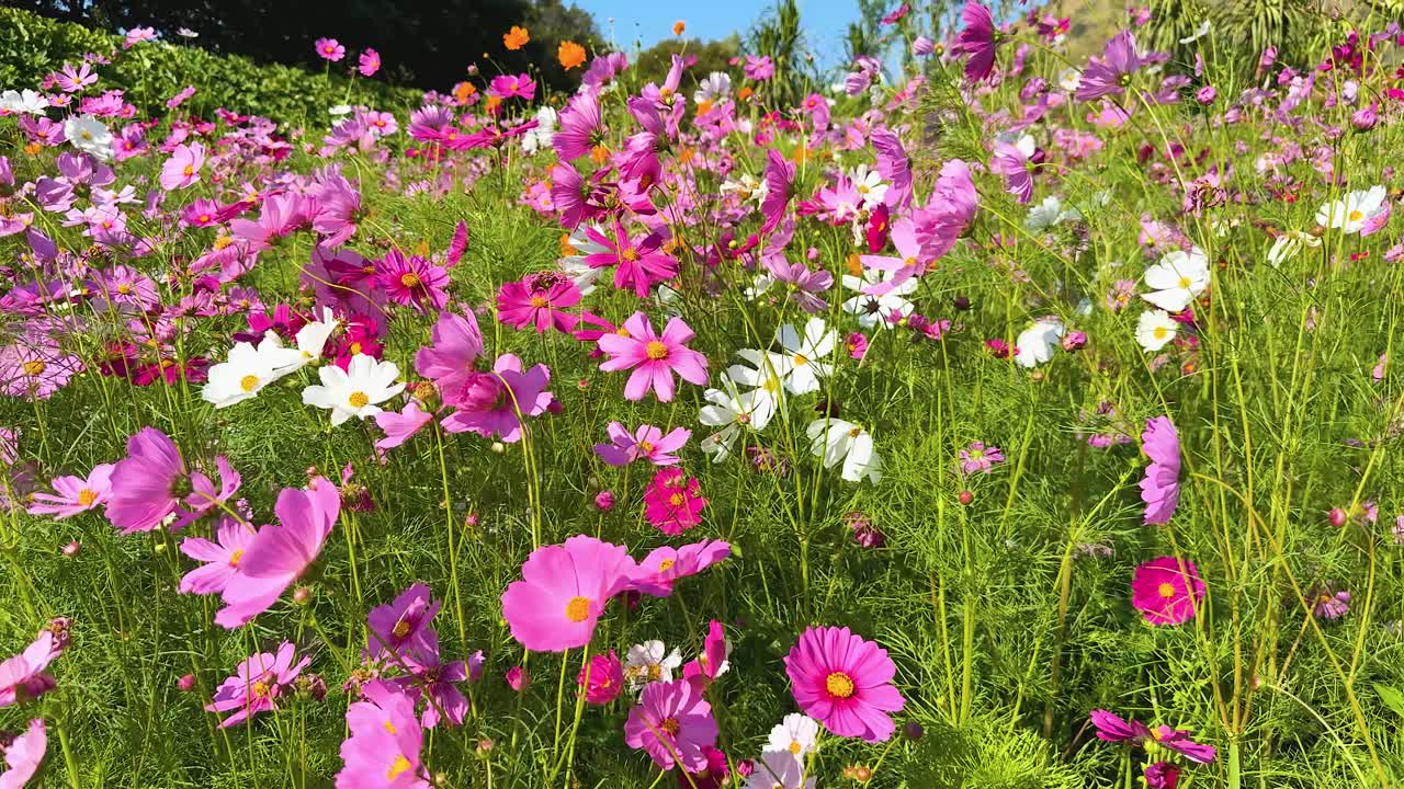 아름다운 우주 꽃