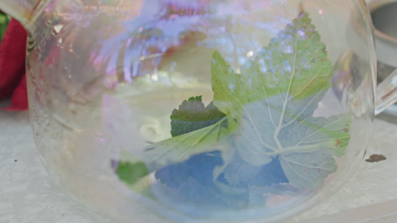 Camping-Teekanne aus Glas mit grünen Blättern, irisierende Reflexionen und zarte Blattadern sind durch das klare Gefäß sichtbar, die stille Tischszene ruft das Bild eines Wildnis-Kräuterkundigen hervor, der Lagertee zubereitet, weiches Tageslicht.
