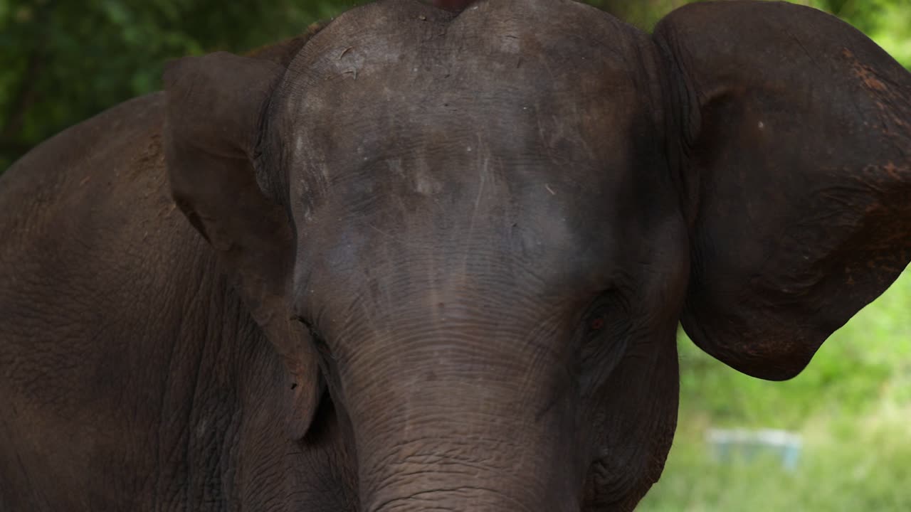 los movimientos de la cabeza del elefante capturados en un corto video