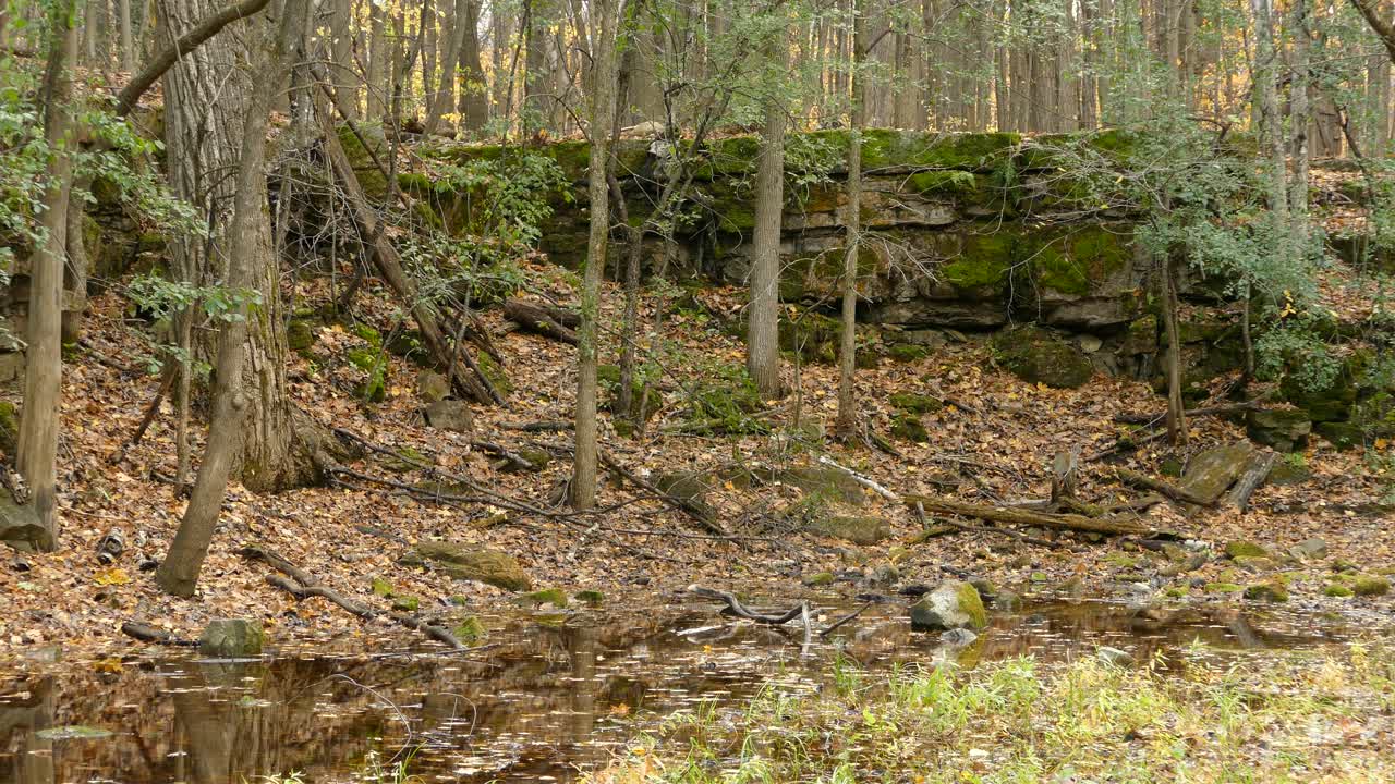 Uno scoiattolo scende dall'albero e si muove verso lo stagno per bere acqua, in autunno.