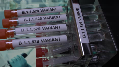 close up vertical video of a laboratory rack being filled with research samples of the new covid 19 variant omicron, each sample carefully being placed by a doctor wearing surgical gloves