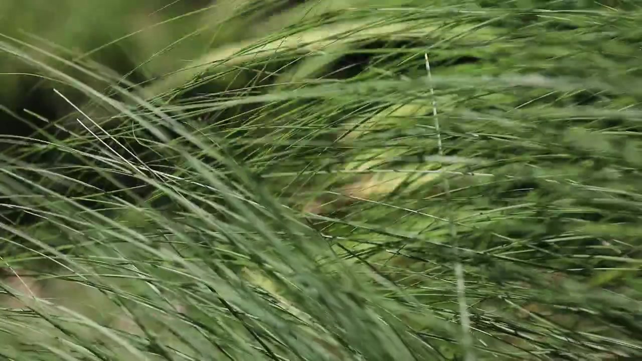 Piante di graminacee ornamentali che ondeggiano al vento durante il giorno, catturando il movimento naturale, la freschezza e l'atmosfera rilassante di un paesaggio da giardino.