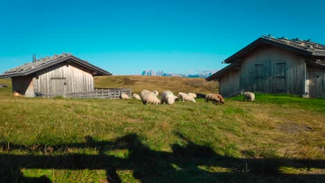 sheep in front of two huts in the middle of the mountains in the italian alps