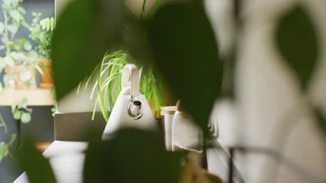 video of electric kettle on worktop in sunny, compact, modern kitchen with plants