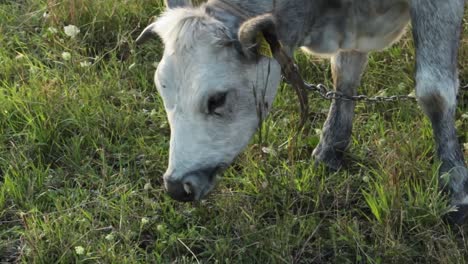 Färsen,-Die-Gras-Auf-Dem-Feld-Fressen