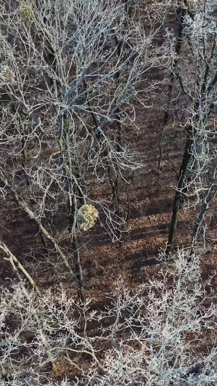 Winter season aerial top down view. Aerial drone view of winter snowy trees Vertical video