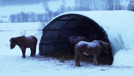 Caballos-Parados-Afuera-En-Ventisca-En-Noruega