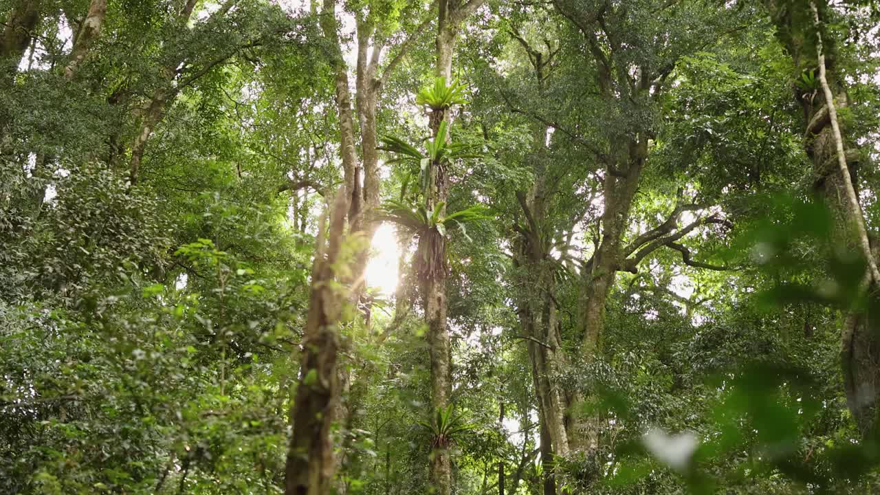 La lumière du soleil traverse la canopée luxuriante de la forêt tropicale à Dorrigo, Nouvelle-Galles du Sud, créant une scène naturelle sereine et vibrante.