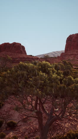 a lone tree in a desert landscape with red rocks and a blue sky