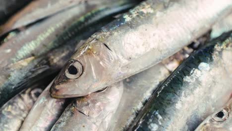 fresh sardines