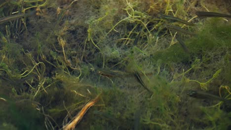 fish feeding in shallow swamp water