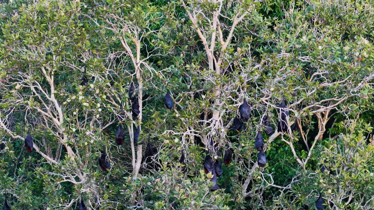 Black flying foxes hanging in trees, captured in daylight on the Gold Coast, Australia. Dense foliage and natural habitat visible