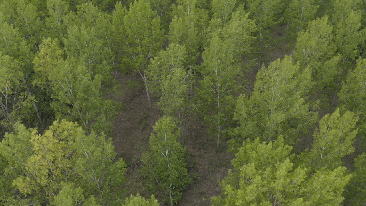 bosque de álamos verdes en verano desde drone pov, tiro aéreo
