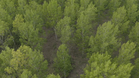 Bosque-De-álamos-Verdes-En-Verano-Desde-Drone-Pov,-Tiro-Aéreo