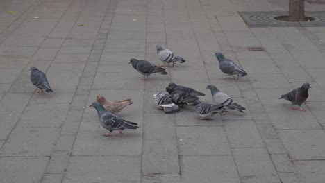 palomas comiendo pan. calle de pavimento