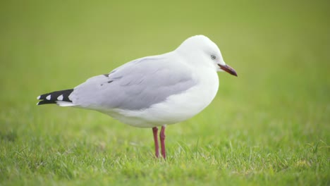 Primer-Plano,-Vista-Lateral,-De,-Un,-Pájaro-Blanco