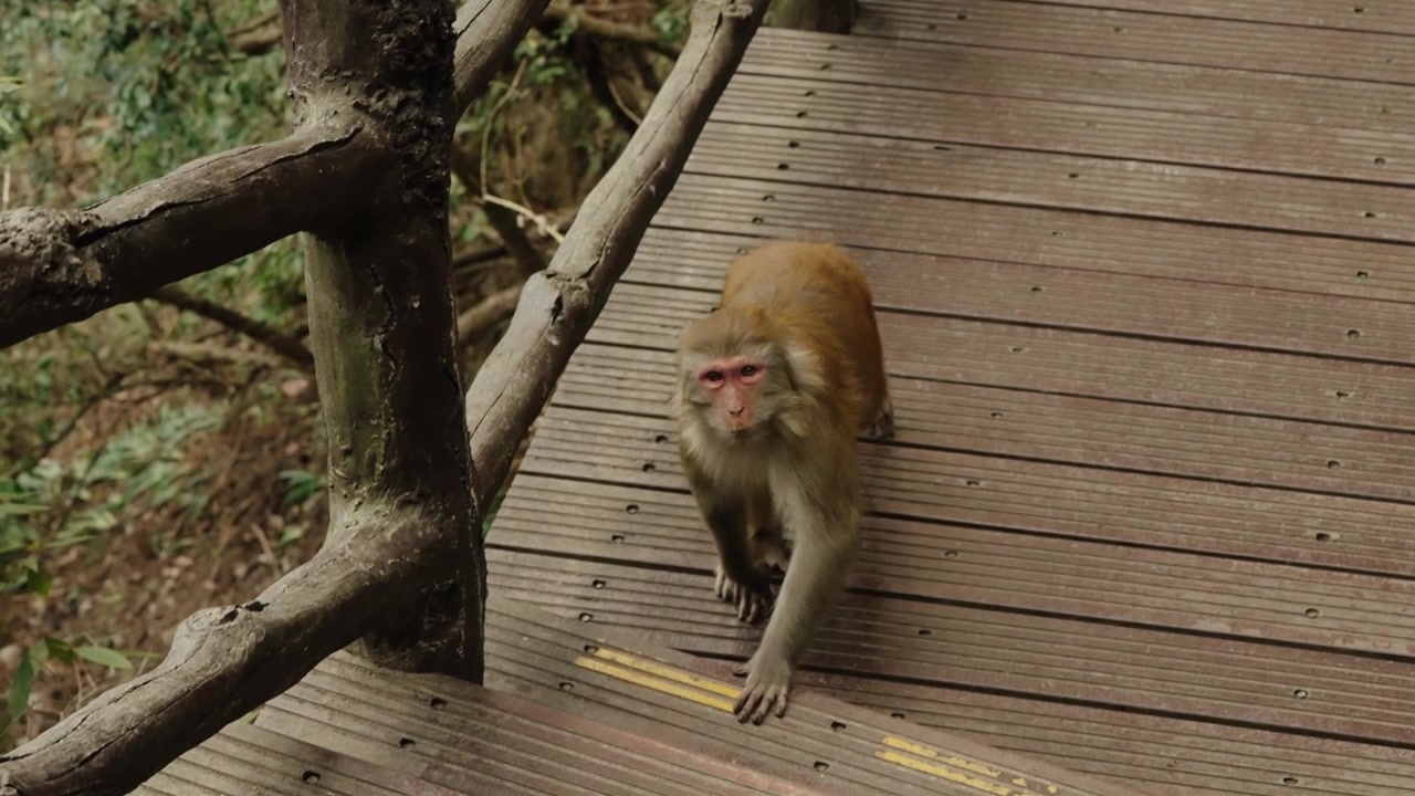Rhesus macaque walks along a wooden forest boardwalk in Zhangjiajie.