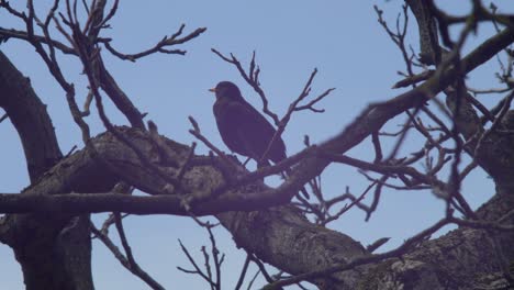 Wide-shot-of-a-Blackbird-sitting-on-a-thick-branch-in-a-walnut-tree,-waiting,-occasionally-turning-its-head