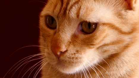cat red background