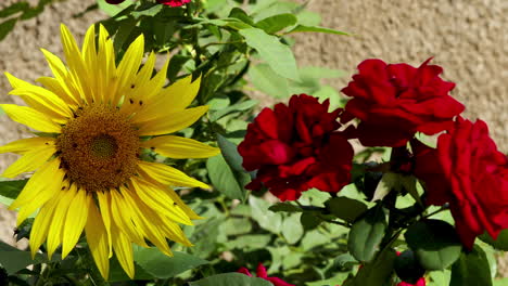 Primer-Plano-De-Un-Arbusto-De-Rosas-Rojas-Y-Un-Girasol-Con-Insectos