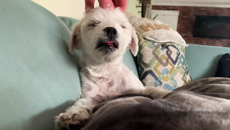 Caucasian-male-hand-cuddle-a-little-newborn-puppy-maltese-dog-on-comfortable-couch