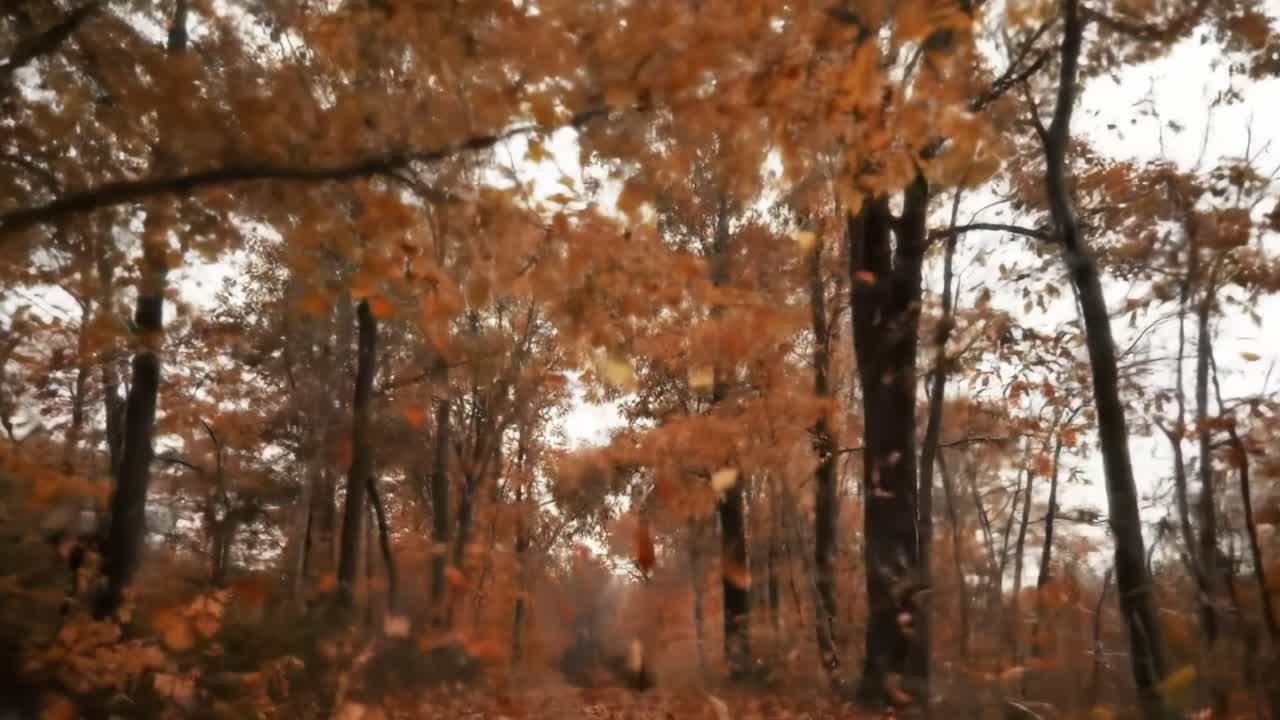 A Scenic Journey Through a Vibrant Autumn Forest Showcasing the Beauty of Orange and Brown Leaves Falling Gently Among Majestic Trees in a Peaceful Setting
