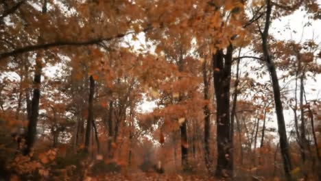 a scenic journey through a vibrant autumn forest showcasing the beauty of orange and brown leaves falling gently among majestic trees in a peaceful setting