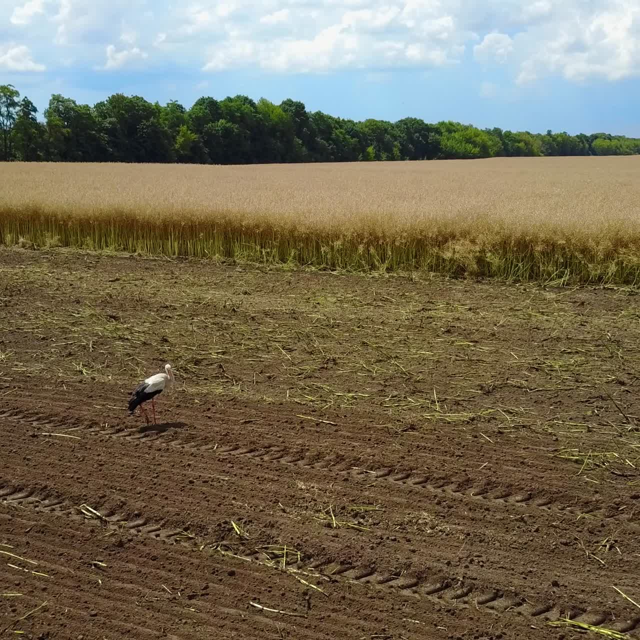 White Stork Look For Food In Field