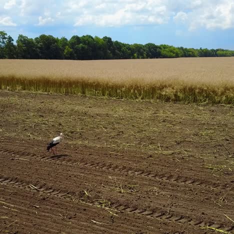 white stork look for food in field