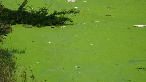 Toma-Estática-Del-Lecho-Del-Río-Contaminado-En-Thain-An,-Ninh-Thuan