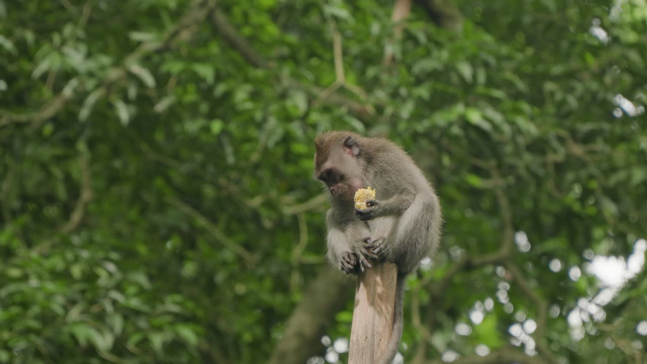 macaco de cola larga sentado en un poste comiendo fruta o maíz en el bosque de monos ubud