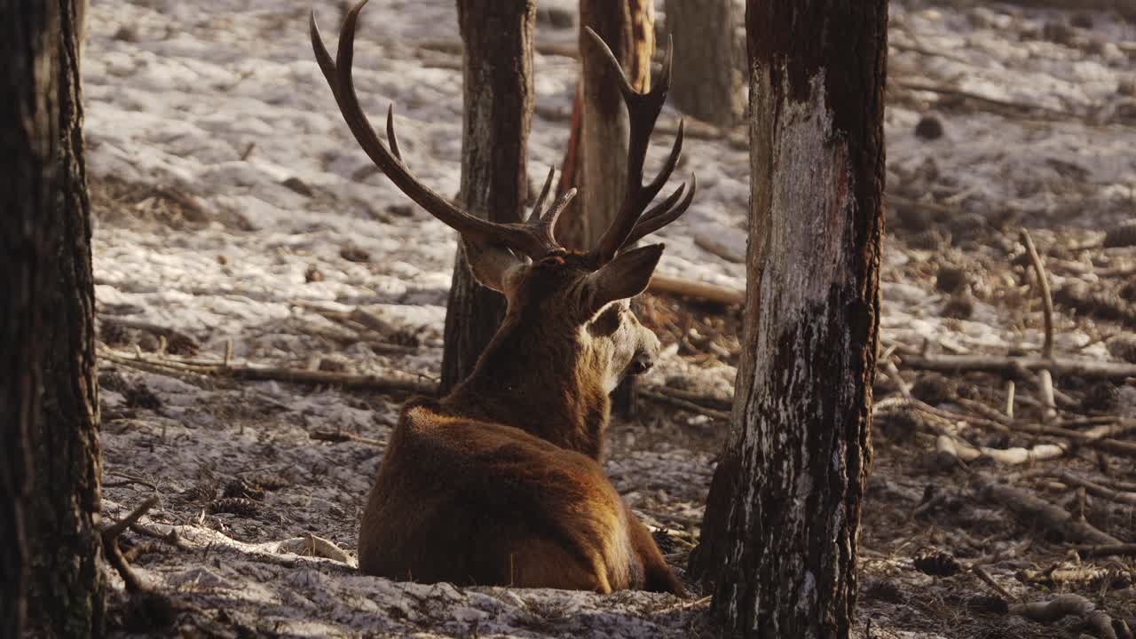 majestuoso ciervo con grandes cuernos tumbado y descansando sobre la arena en medio de un bosque de pinos