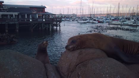 primer plano de cardán de leones marinos tendidos sobre rocas en el puerto deportivo de monterey, california al atardecer