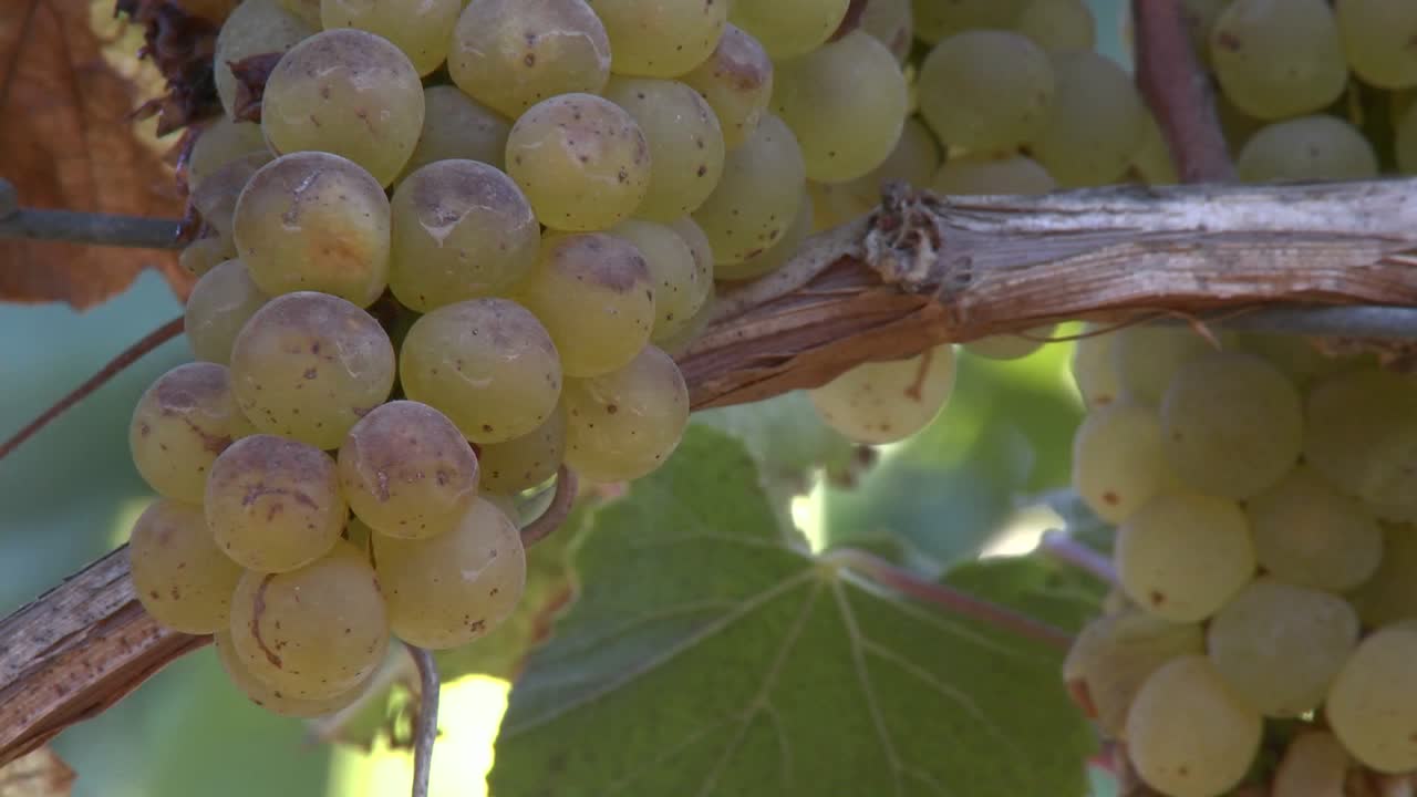 살리나스 계곡 포도원 몬테레이 카운티 캘리포니아에서 와인 포도 닫습니다