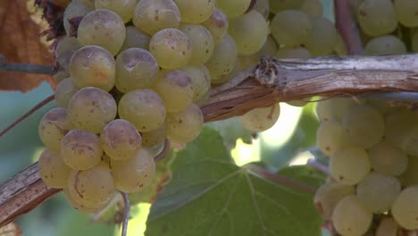 cerca de uvas de vino en un viñedo del valle de salinas monterey county california