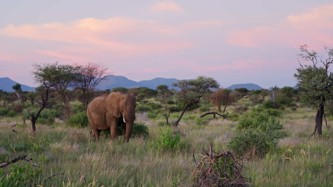 African Elephant at Sunset