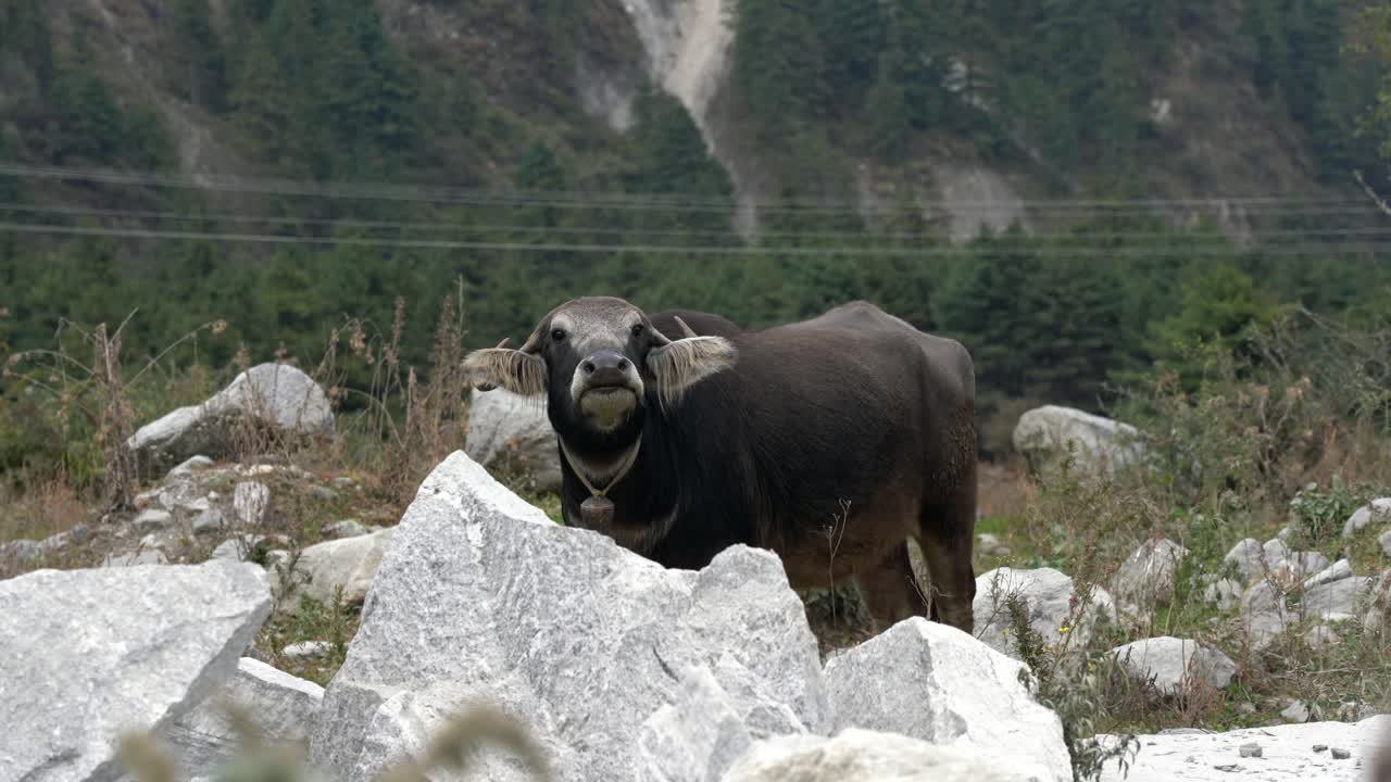 목초지에서 콧구멍으로 공기를 시험하는 물소