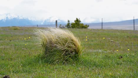 Hierba-De-Tussock-Ondeando-En-El-Viento-En-Pastos-Verdes-En-Nueva-Zelanda