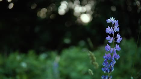 Schöne-Lila-Blumen-Auf-Der-Wiese