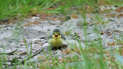 chick, baby bird sitting alone on path and calling mother