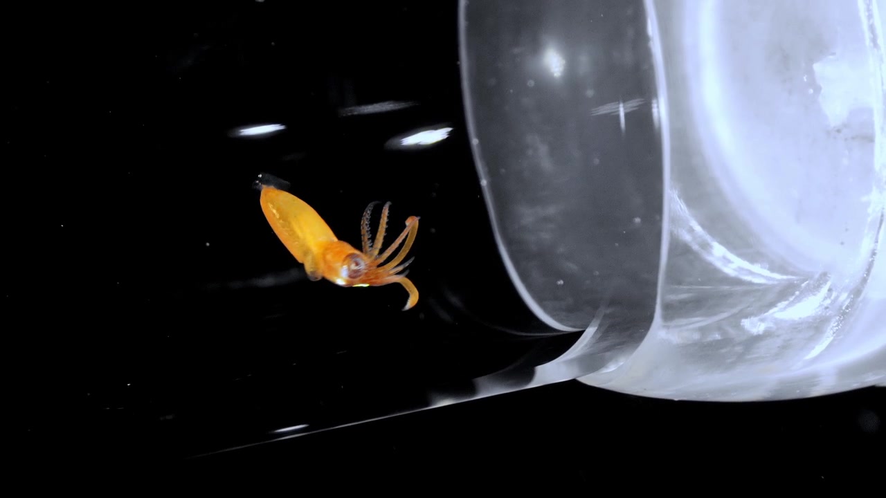 Close-up of a giant squid paralarva floating inside a transparent research tube.