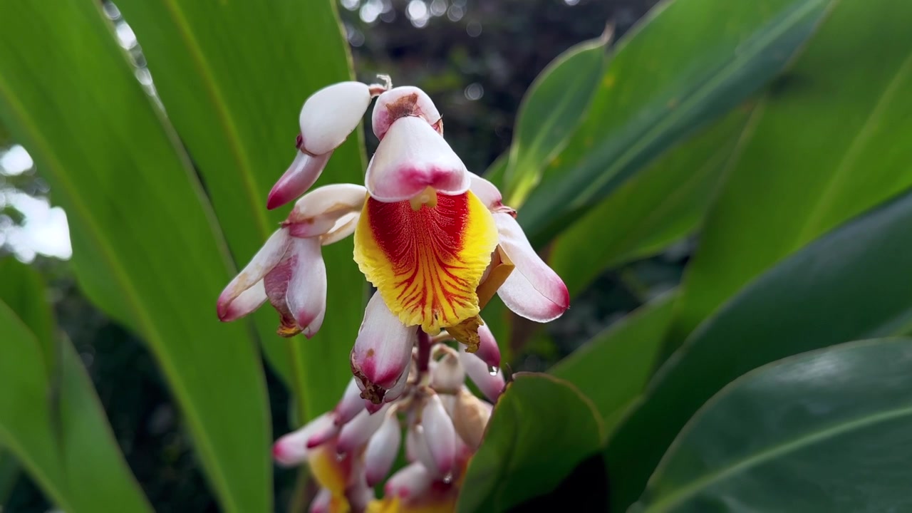 Alpinia zerumbet -kasvin, yleisesti tunnettu nimellä kuorinkukka, kukkien lähikuva Masoalassa, Madagaskar