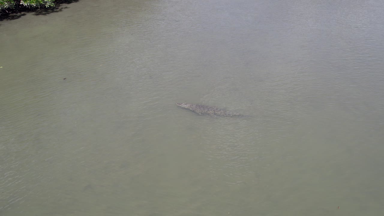 cocodrilo de agua salada visto bajo el agua clara y poco profunda durante la marea baja en el norte de queensland, australia