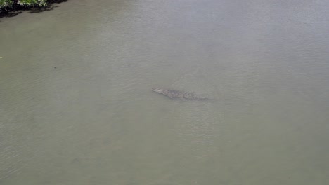 Cocodrilo-De-Agua-Salada-Visto-Bajo-El-Agua-Clara-Y-Poco-Profunda-Durante-La-Marea-Baja-En-El-Norte-De-Queensland,-Australia