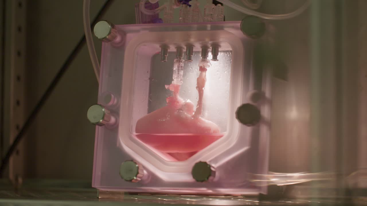 Primo piano di un campione di organo biologico sospeso in un fluido all'interno di un bioreattore a perfusione, utilizzato per la ricerca medica e biotecnologica avanzata.