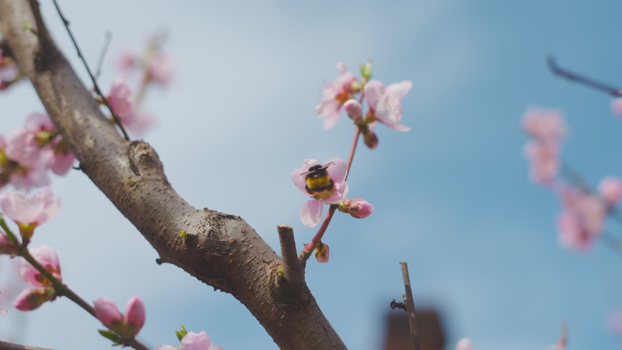 Bee on Peach Blossoms
