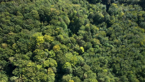 Textur-Des-Nadelwalddachs,-Mischung-Aus-Hellen-Und-Dunklen-Grüntönen,-Drohne-Von-Oben-Nach-Unten