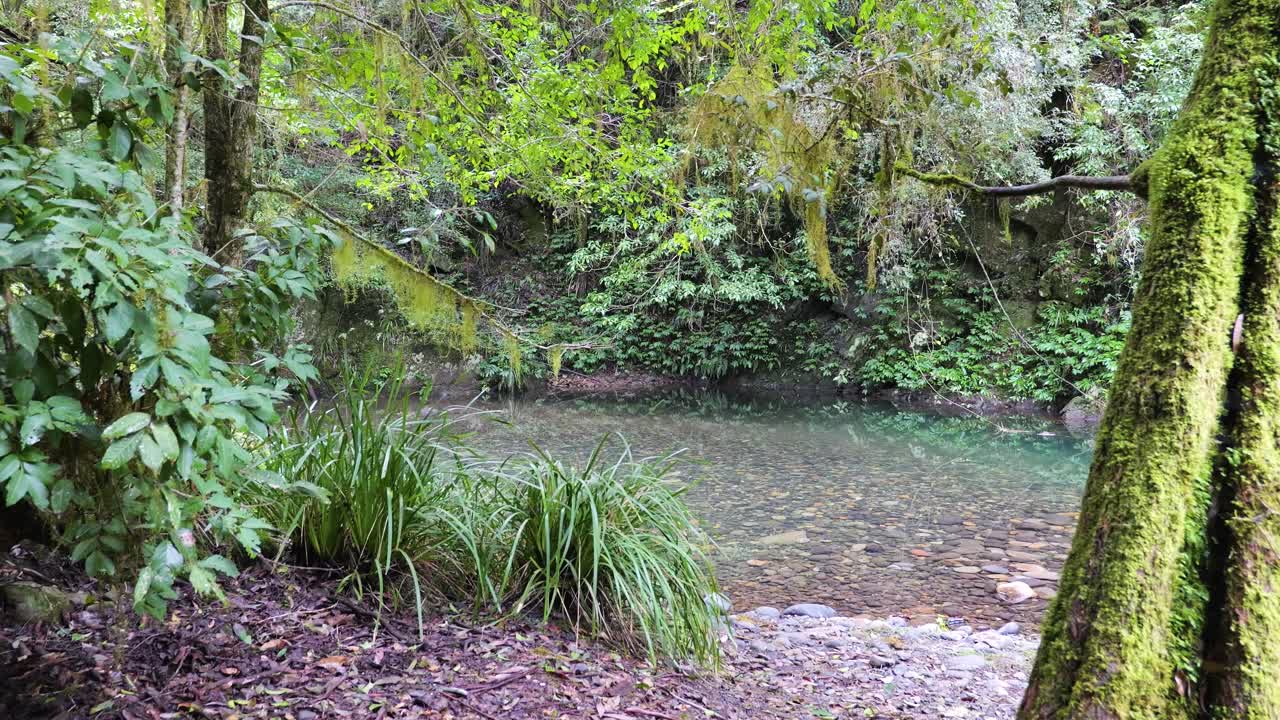 barrington tops es una selva tropical australiana.