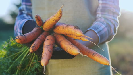 farmer's hands with juicy carrots freshly dug in the garden